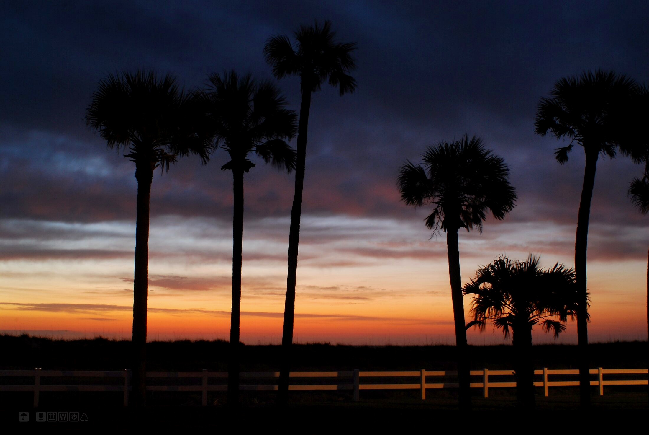 Palm trees along Northeast Florida coast